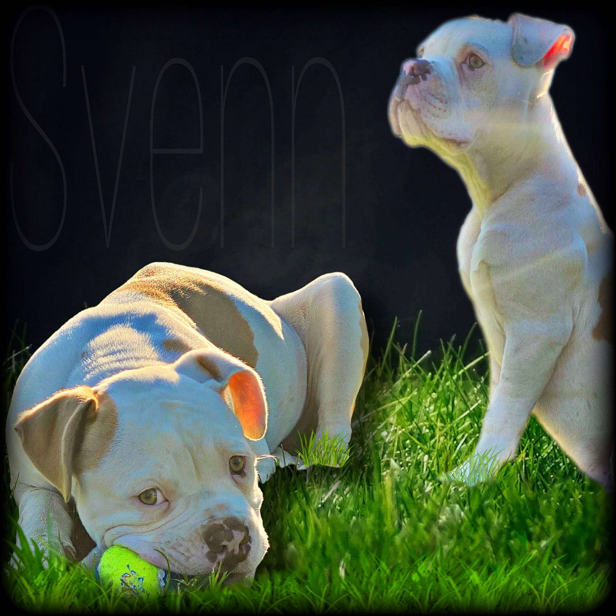 Svenn a rejoint le concours — aidez-le/la à gagner de superbes lots ! animal_figure, art, bulldog, canidae, carnivore, cat, companion_dog, dog, dog_breed, fawn, felidae, grass, sculpture, small_to_medium_sized_cats, snout, tail, terrestrial_animal, toy, whiskers, working_animal