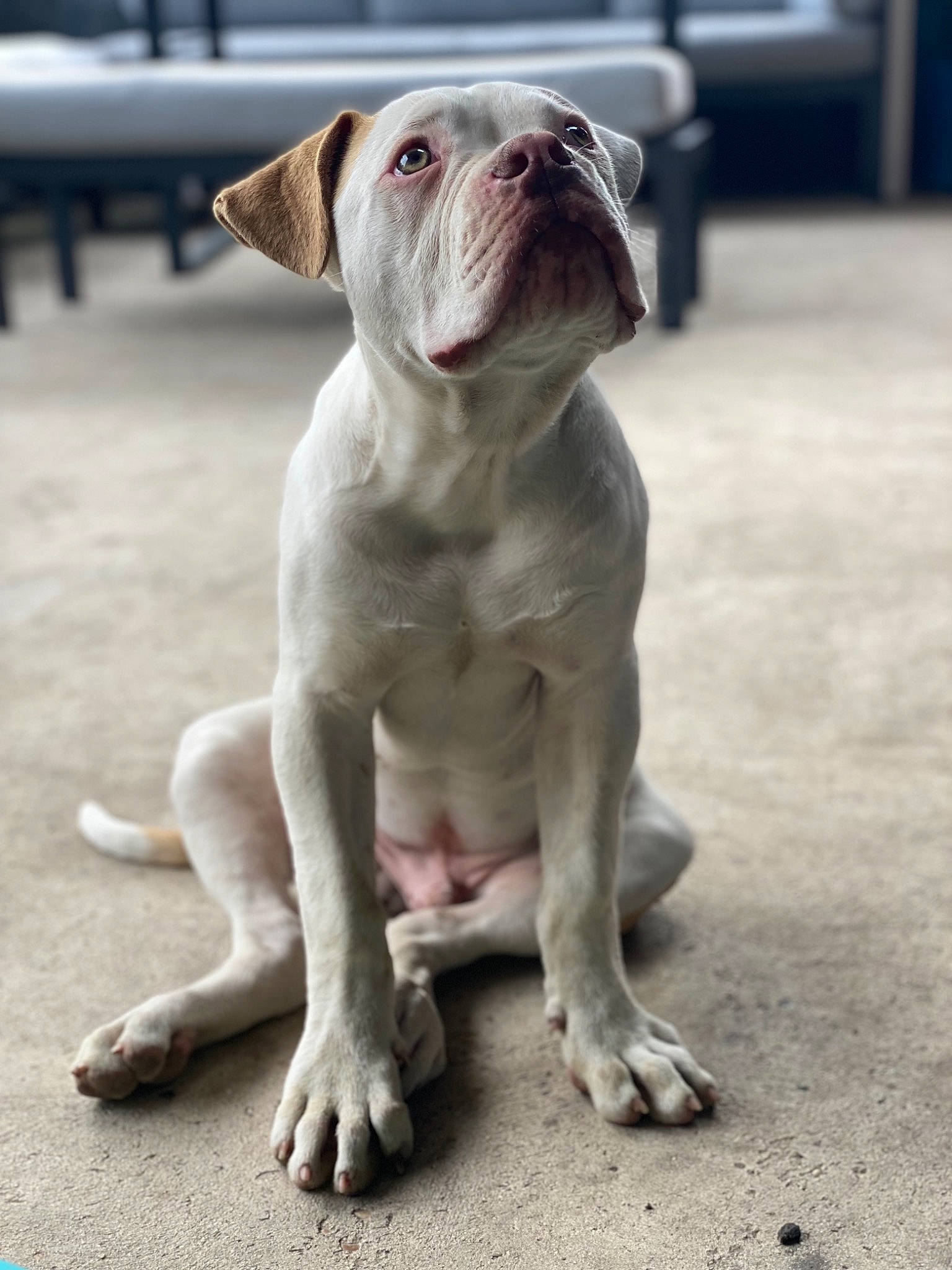 Svenn a rejoint le concours — aidez-le/la à gagner de superbes lots ! asphalt, bulldog, carnivore, companion_dog, concrete, dog, dog_breed, dog_collar, fawn, foot, grey, liver, molosser, paw, road_surface, sporting_group, terrestrial_animal, toy_dog, working_animal, wrinkle