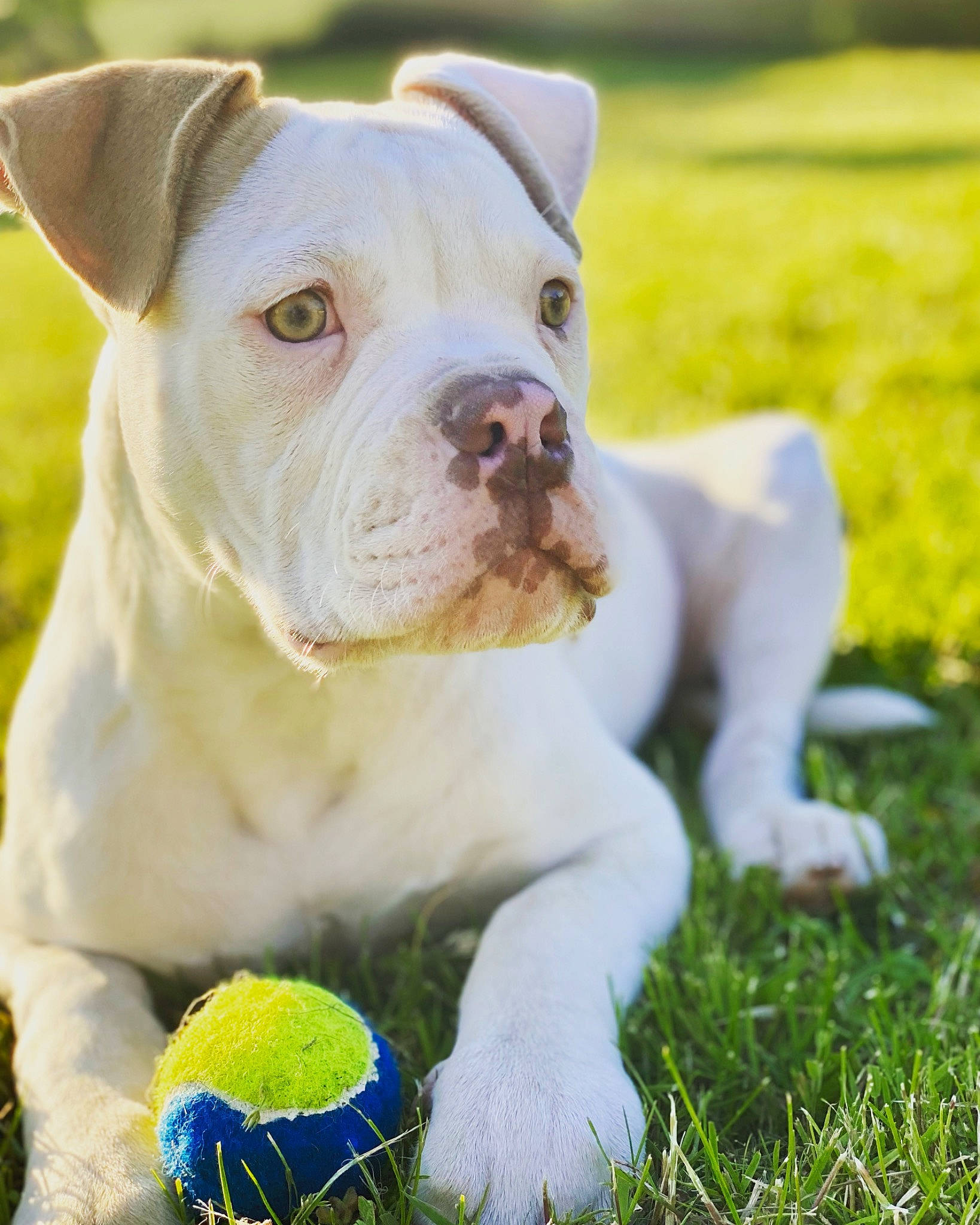 Svenn a rejoint le concours — aidez-le/la à gagner de superbes lots ! ball, bulldog, canidae, carnivore, collar, companion_dog, dog, dog_breed, dog_collar, fawn, grass, green, molosser, plant, snout, tennis_ball, terrestrial_animal, working_animal, working_dog, wrinkle