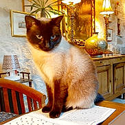 Poppée participe au concours pour gagner de l'argent avec cette photo : cat, siamese_cat, table, book, crossword_puzzle, lamp, painting, vase, chair, wooden_furniture, indoor, cozy, curious, feline, pet, decor, warm_lighting, reading, study_room, animal