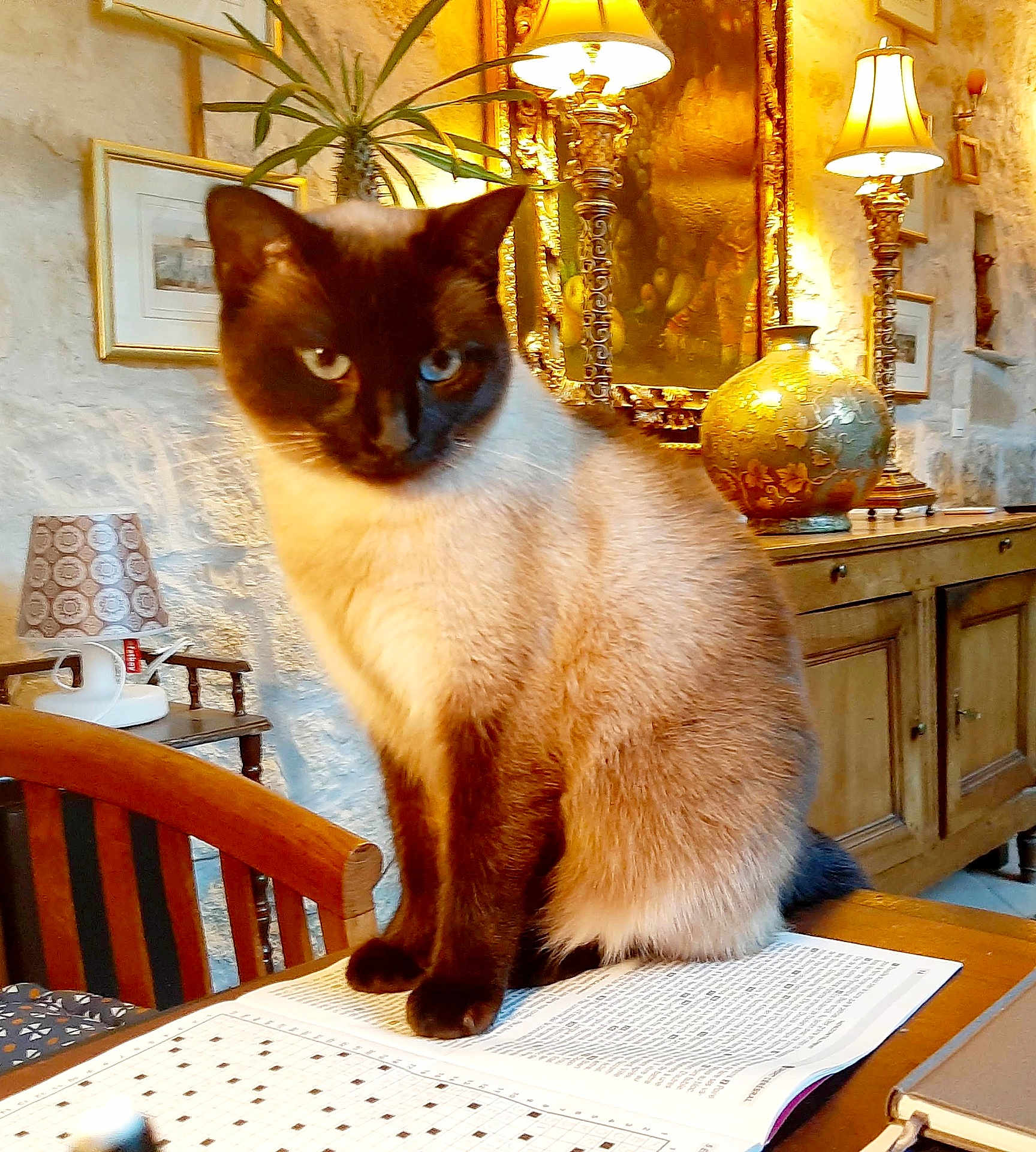 Poppée participe au concours pour gagner de l'argent avec cette photo : cat, siamese_cat, table, book, crossword_puzzle, lamp, painting, vase, chair, wooden_furniture, indoor, cozy, curious, feline, pet, decor, warm_lighting, reading, study_room, animal
