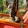 animal, armchair, black, bright, brown, canine, cozy, dog, domestic, furniture, greenery, indoor, leisure, patterned, paw, pet, portrait, relaxed, sunlight, window