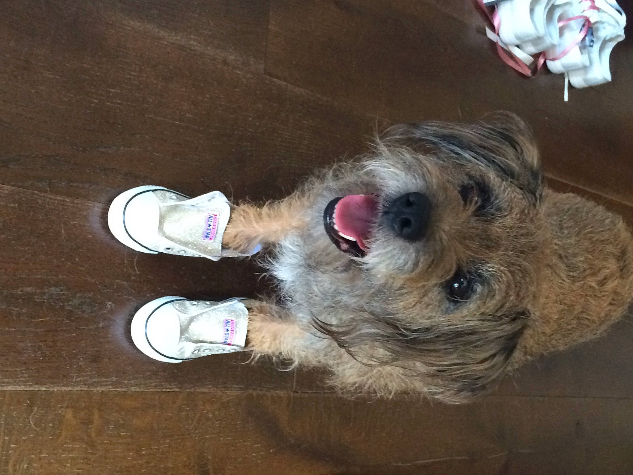 Theo is registered to the contest to win money with this photo: carmine, carnivore, collar, companion_dog, dog, dog_breed, fawn, foot, fur, human_leg, lap, schnauzer, shoe, sneakers, snout, sporting_group, terrier, walking_shoe, wood, working_animal
