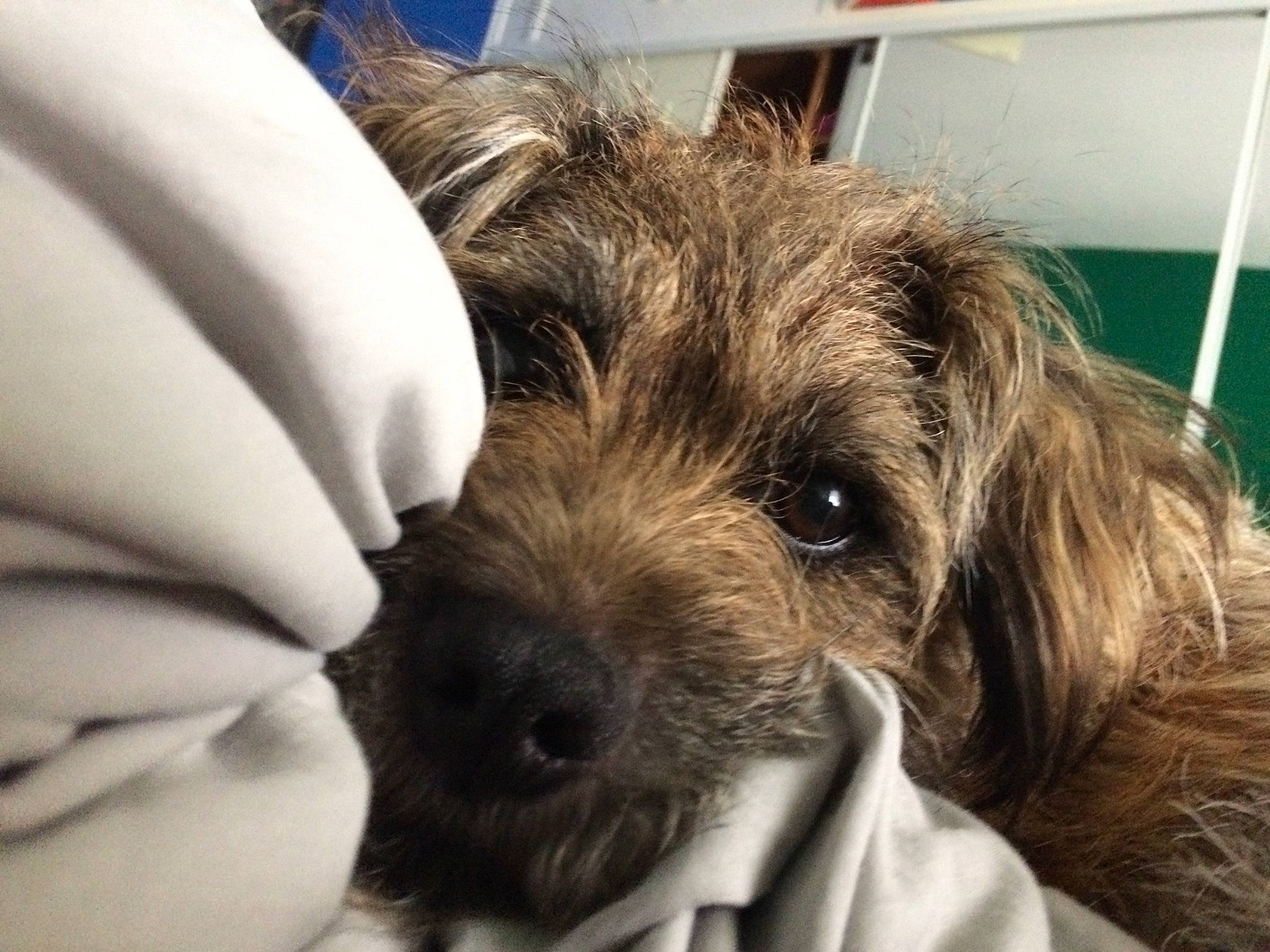 Theo is registered to the contest to win money with this photo: canidae, carnivore, comfort, companion_dog, dog, dog_breed, fur, liver, puppy, small_terrier, snout, sporting_group, terrestrial_animal, terrier, toy_dog, vertebrate, whiskers, working_animal, working_terrier