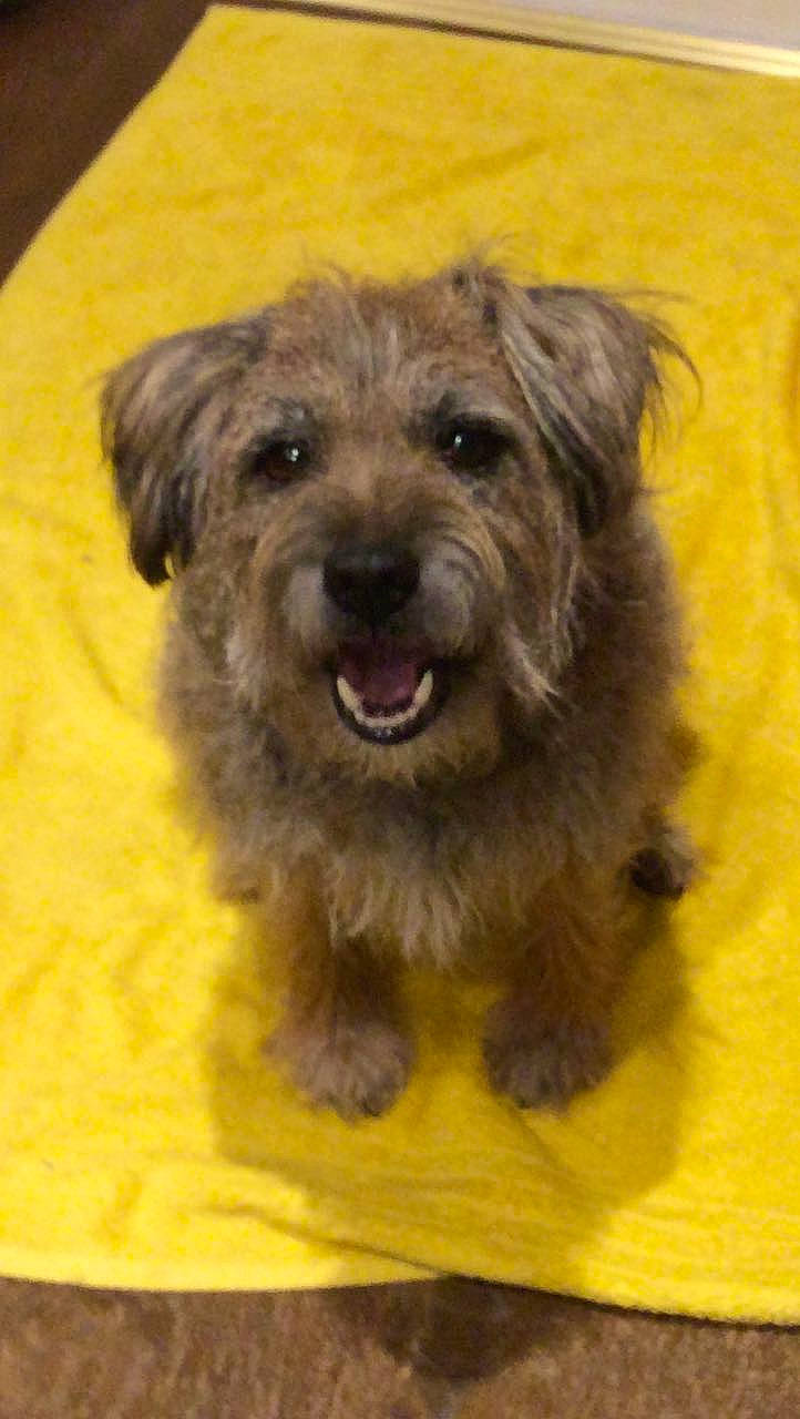 Theo joined the competition — help win amazing prizes! ancient_dog_breeds, canidae, carnivore, companion_dog, dog, dog_breed, fur, liver, puppy, small_terrier, smile, snout, sporting_group, terrestrial_animal, terrier, toy_dog, water_dog, working_animal, working_dog