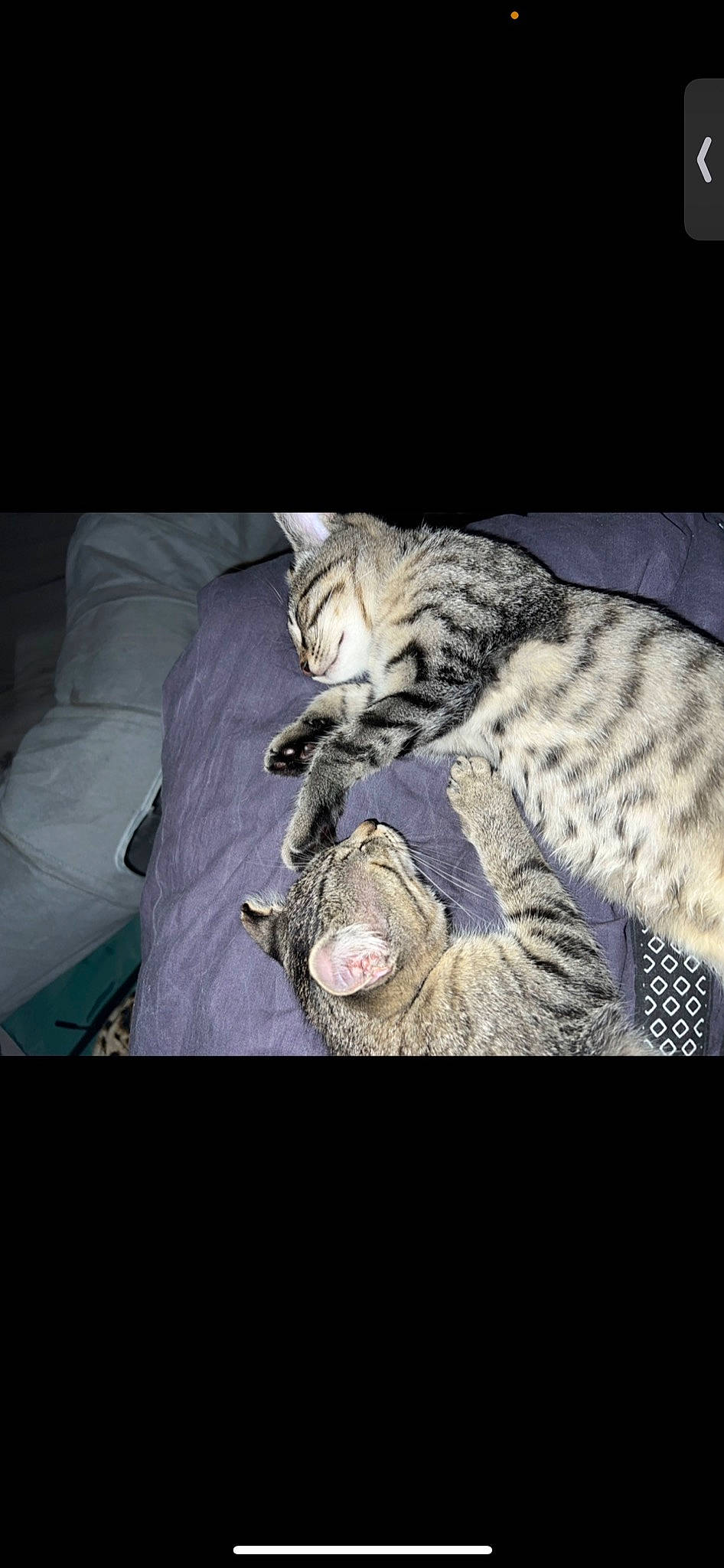 Tornade participe au concours pour gagner de l'argent avec cette photo : bed, big_cats, carnivore, cat, comfort, darkness, domestic_short_haired_cat, felidae, fur, leopard, mammal, nap, night, paw, sleeve, small_to_medium_sized_cats, tail, terrestrial_animal, vertebrate, whiskers