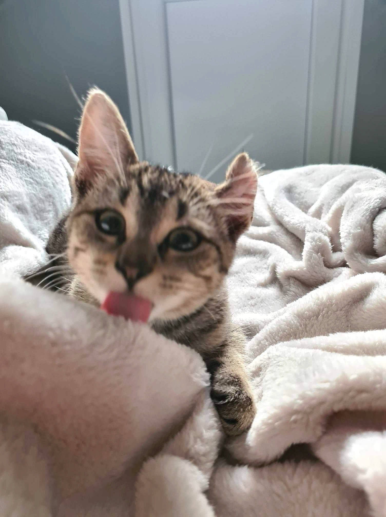 Tornade a rejoint le concours — aidez-le/la à gagner de superbes lots ! bed, carnivore, cat, claw, comfort, domestic_short_haired_cat, eye, felidae, fur, linens, nail, nap, paw, sleep, small_to_medium_sized_cats, snout, tail, whiskers