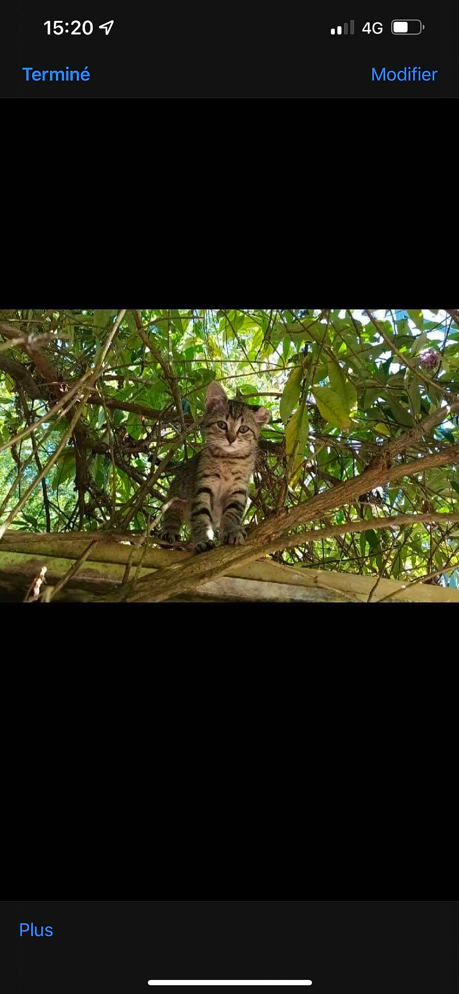 Tornade participe au concours pour gagner de l'argent avec cette photo : carnivore, cat, felidae, forest, grass, jungle, plant, plant_stem, shade, shrub, small_to_medium_sized_cats, soil, tail, terrestrial_animal, terrestrial_plant, tints_and_shades, trunk, twig, whiskers, wood