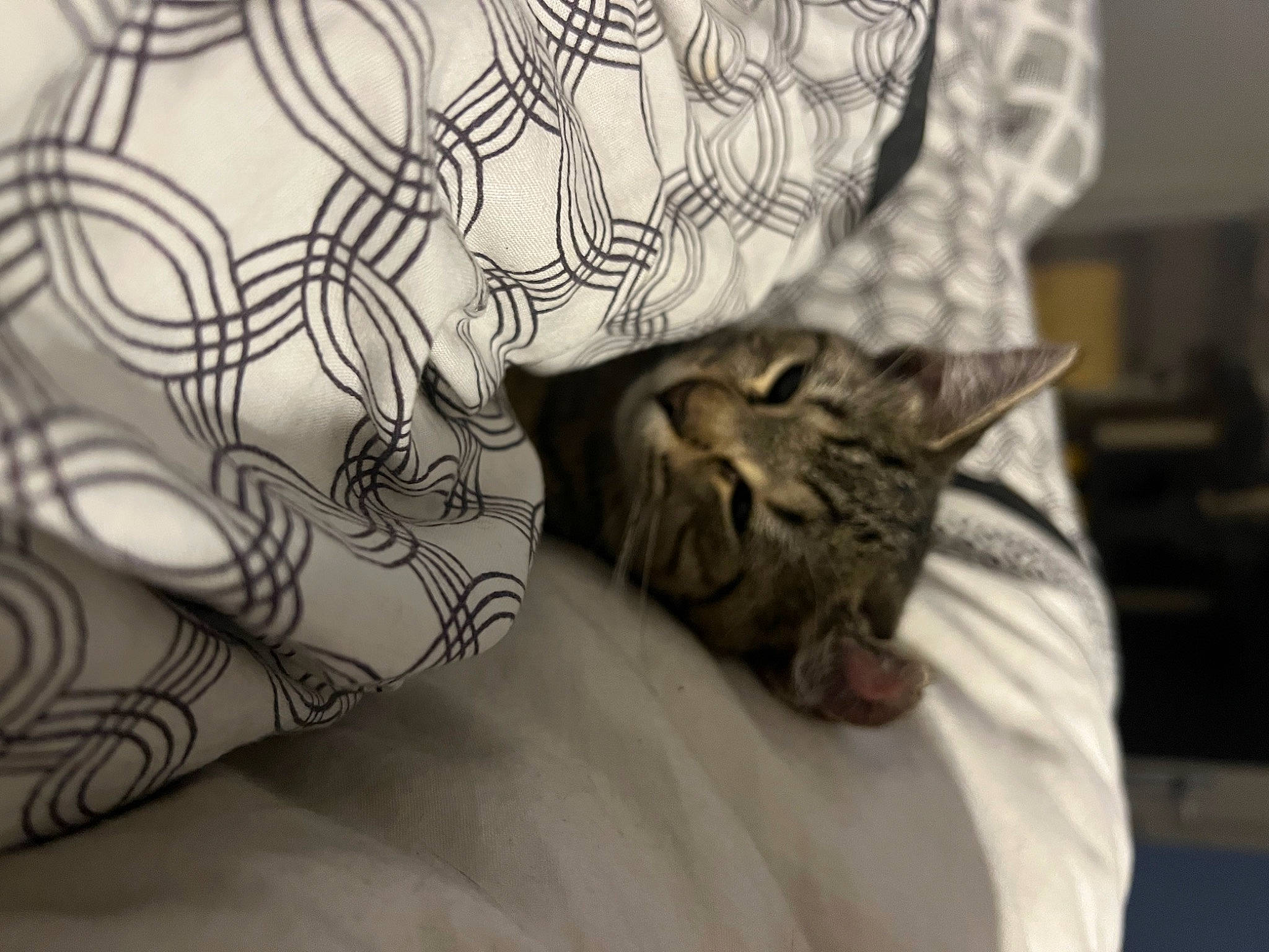 Tornade participe au concours pour gagner de l'argent avec cette photo : bed, bed_sheet, bedding, carnivore, cat, comfort, couch, domestic_short_haired_cat, felidae, fur, grey, human_leg, linens, mammal, pattern, room, small_to_medium_sized_cats, vertebrate, whiskers, wood