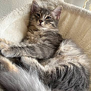 Nana participe au concours pour gagner de l'argent avec cette photo : cat, kitten, gray_fur, fluffy, tabby, whiskers, ears, eyes, nose, pet, animal, sleeping, lounging, cozy, cat_tree, plush, indoor, portrait, close_up, adorable