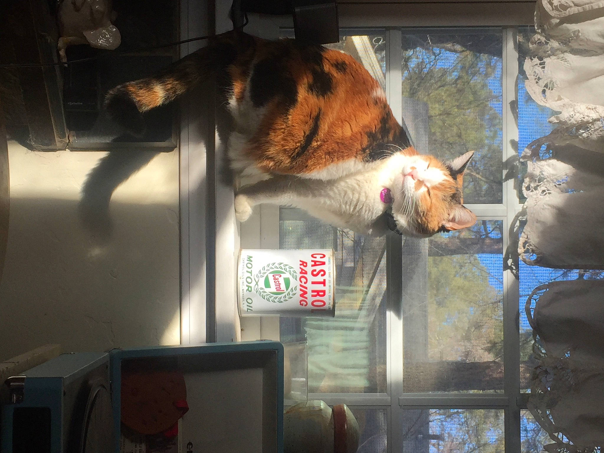 Gorms is registered to the contest to win money with this photo: animal_shelter, big_cats, canidae, carnivore, cat, domestic_short_haired_cat, fast_food, fawn, felidae, fur, glass, meat, small_to_medium_sized_cats, snout, sporting_group, tail, tree, whiskers, wildlife, window