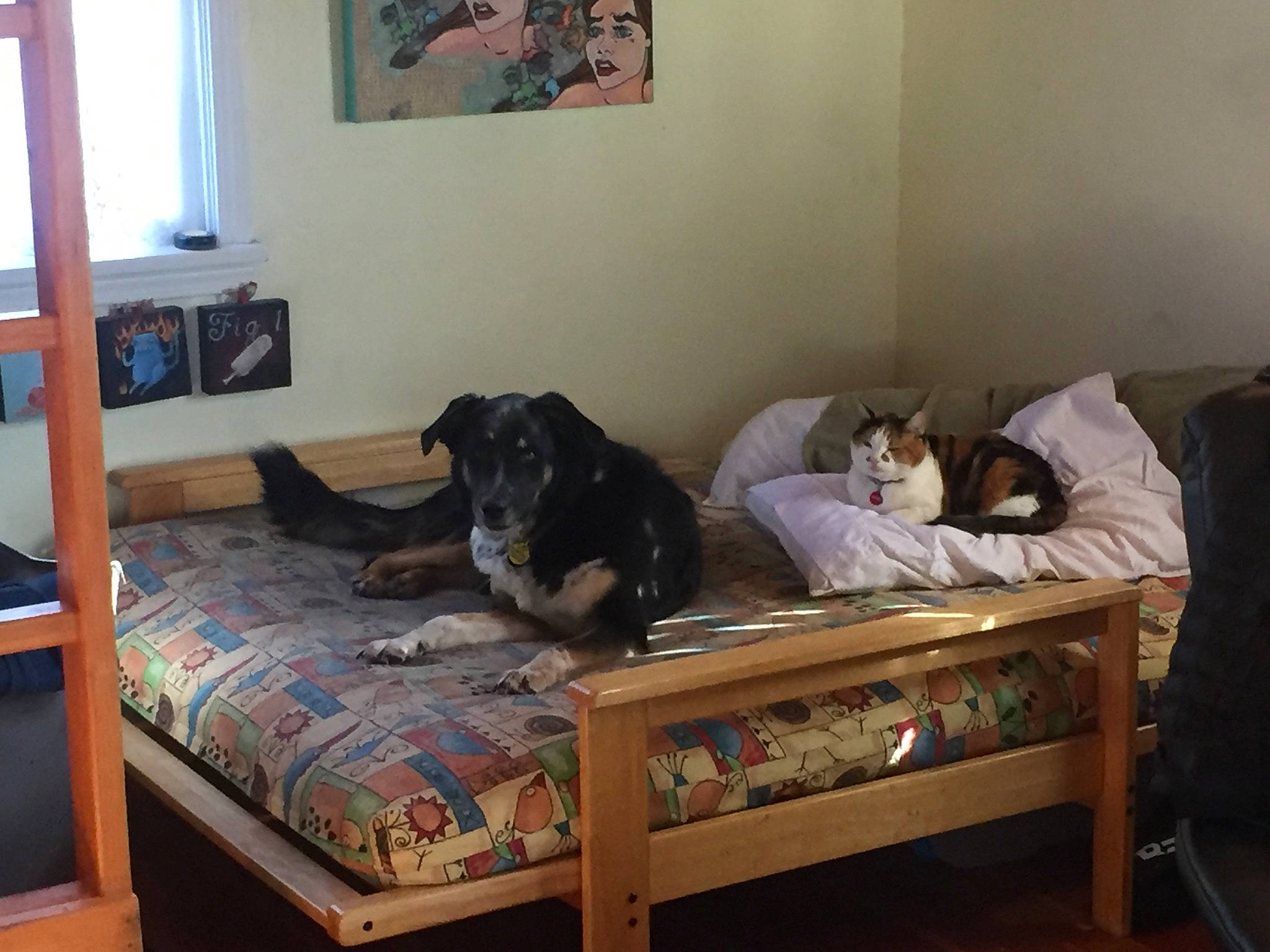 Gorms is registered to the contest to win money with this photo: bed, bedroom, carnivore, comfort, companion_dog, couch, dog, dog_breed, floor, flooring, hardwood, home, interior_design, linens, living_room, picture_frame, room, sporting_group, studio_couch, wood