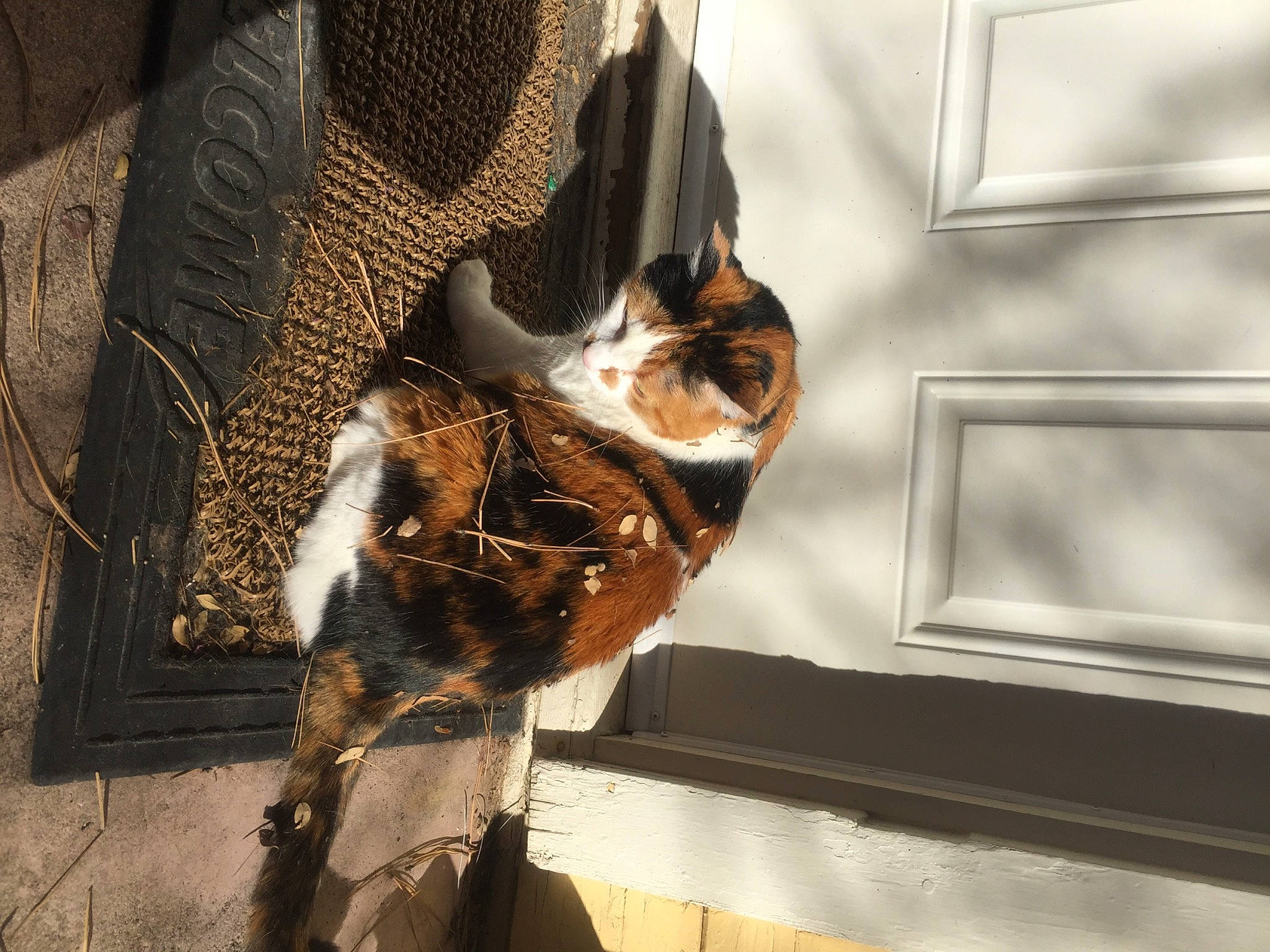 Gorms joined the competition — help win amazing prizes! carnivore, cat, claw, comfort, domestic_short_haired_cat, fawn, felidae, fur, metal, paw, pet_supply, small_to_medium_sized_cats, snout, sporting_group, tail, terrestrial_animal, tints_and_shades, whiskers, window, wood