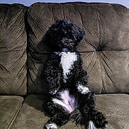 Minnie joined the competition — help win amazing prizes! dog, puppy, black_dog, white_chest, sitting, couch, sofa, indoor, home, pet, fluffy, curly_fur, paws, belly, looking_at_camera, relaxed, adorable, living_room, upholstery, cute