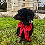 dog, dachshund, bow, red_bow, grass, castle, moat, outdoor, animal, pet, portrait, greenery, nature, building, architecture, water, cute, sitting, black_dog, fur