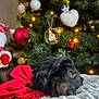 dog, black_dog, red_bow, christmas_tree, christmas_lights, ornaments, holiday, decorations, fluffy_blanket, cozy, indoor, festive, relaxed, pet, animal, celebration, winter, soft_texture, holiday_spirit, christmas