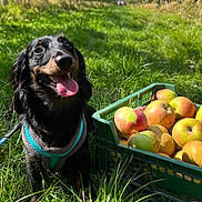 Ulko a rejoint le concours — aidez-le/la à gagner de superbes lots ! dog, grass, apples, crate, orchard, blue_sky, clouds, sunlight, happy, leash, harness, nature, outdoor, trees, greenery, daytime, pet, animal, smiling, tongue_out