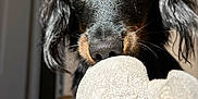 Ulko participe au concours pour gagner de l'argent avec cette photo : dog, black_dog, toy, plush_toy, floor, wooden_floor, close_up, pet, animal, playing, sunlight, indoor, brown_eyes, cute, paw, fur, nose, ears, portrait, pet_toy