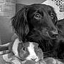 Ulko participe au concours pour gagner de l'argent avec cette photo : dog, rabbit, animal, pet, cozy, blanket, couch, snuggling, companion, long_hair, fur, indoors, texture, pattern, black_and_white, close_up, resting, cute, friendship, calm
