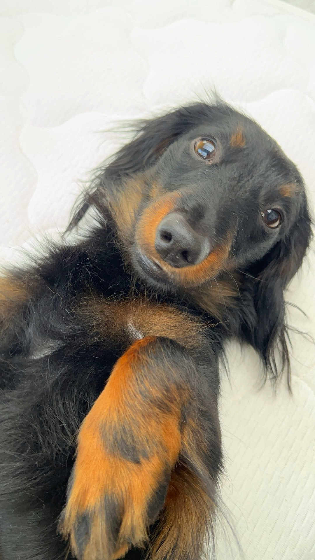 Ulko a rejoint le concours — aidez-le/la à gagner de superbes lots ! dog, dachshund, pet, long_hair, black_fur, brown_fur, paw, close_up, lying_down, cute, animal, canine, fur, whiskers, nose, eyes, indoor, mammal, friendly, portrait