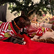 Whiskey And Canelo is registered to the contest to win money with this photo: affection, animal, cat, cats, christmas_tree, cozy, cute, decorations, feline, festive, grooming, holiday, indoor, orange_cat, pajamas, pet, red_blanket, relaxed, striped_cat, tabby
