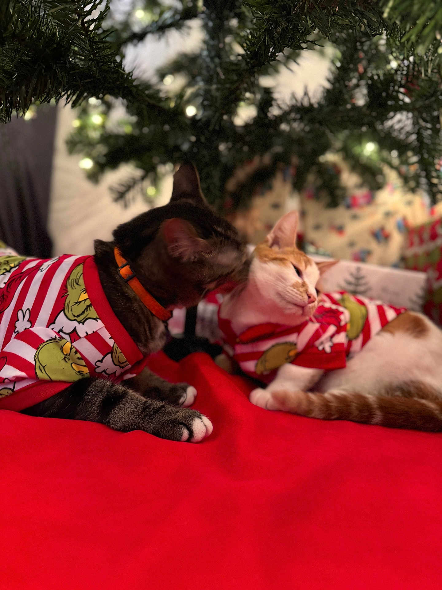 Whiskey And Canelo is registered to the contest to win money with this photo: affection, animal, cat, cats, christmas_tree, cozy, cute, decorations, feline, festive, grooming, holiday, indoor, orange_cat, pajamas, pet, red_blanket, relaxed, striped_cat, tabby