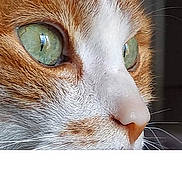 Pitite a rejoint le concours — aidez-le/la à gagner de superbes lots ! alert, animal, cat, close_up, curious, cute, detail, face, feline, fur, green_eyes, indoor, intense_gaze, macro, mammal, nose, orange_and_white, pet, portrait, whiskers