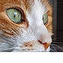 alert, animal, cat, close_up, curious, cute, detail, face, feline, fur, green_eyes, indoor, intense_gaze, macro, mammal, nose, orange_and_white, pet, portrait, whiskers