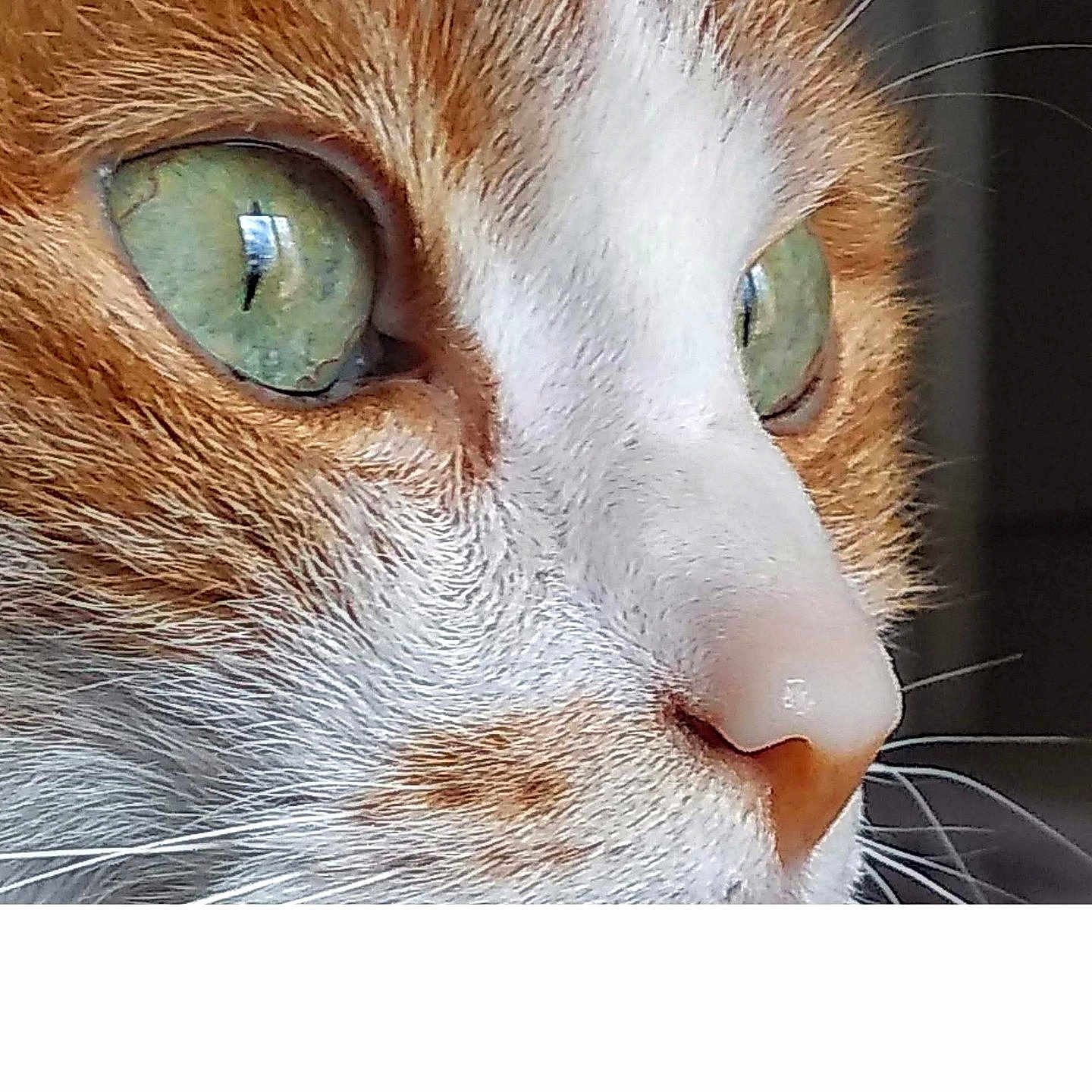 Pitite a rejoint le concours — aidez-le/la à gagner de superbes lots ! alert, animal, cat, close_up, curious, cute, detail, face, feline, fur, green_eyes, indoor, intense_gaze, macro, mammal, nose, orange_and_white, pet, portrait, whiskers