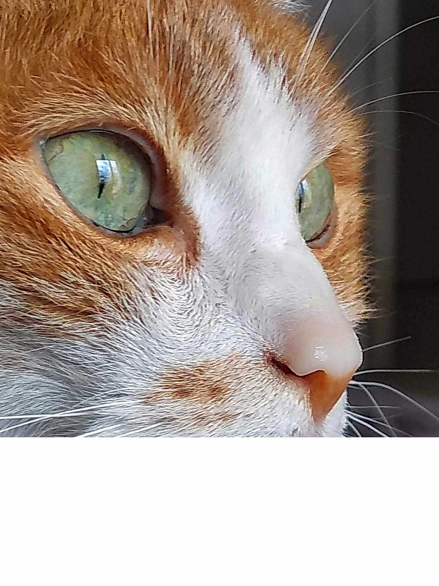 Pitite a rejoint le concours — aidez-le/la à gagner de superbes lots ! alert, animal, cat, close_up, curious, cute, detail, face, feline, fur, green_eyes, indoor, intense_gaze, macro, mammal, nose, orange_and_white, pet, portrait, whiskers