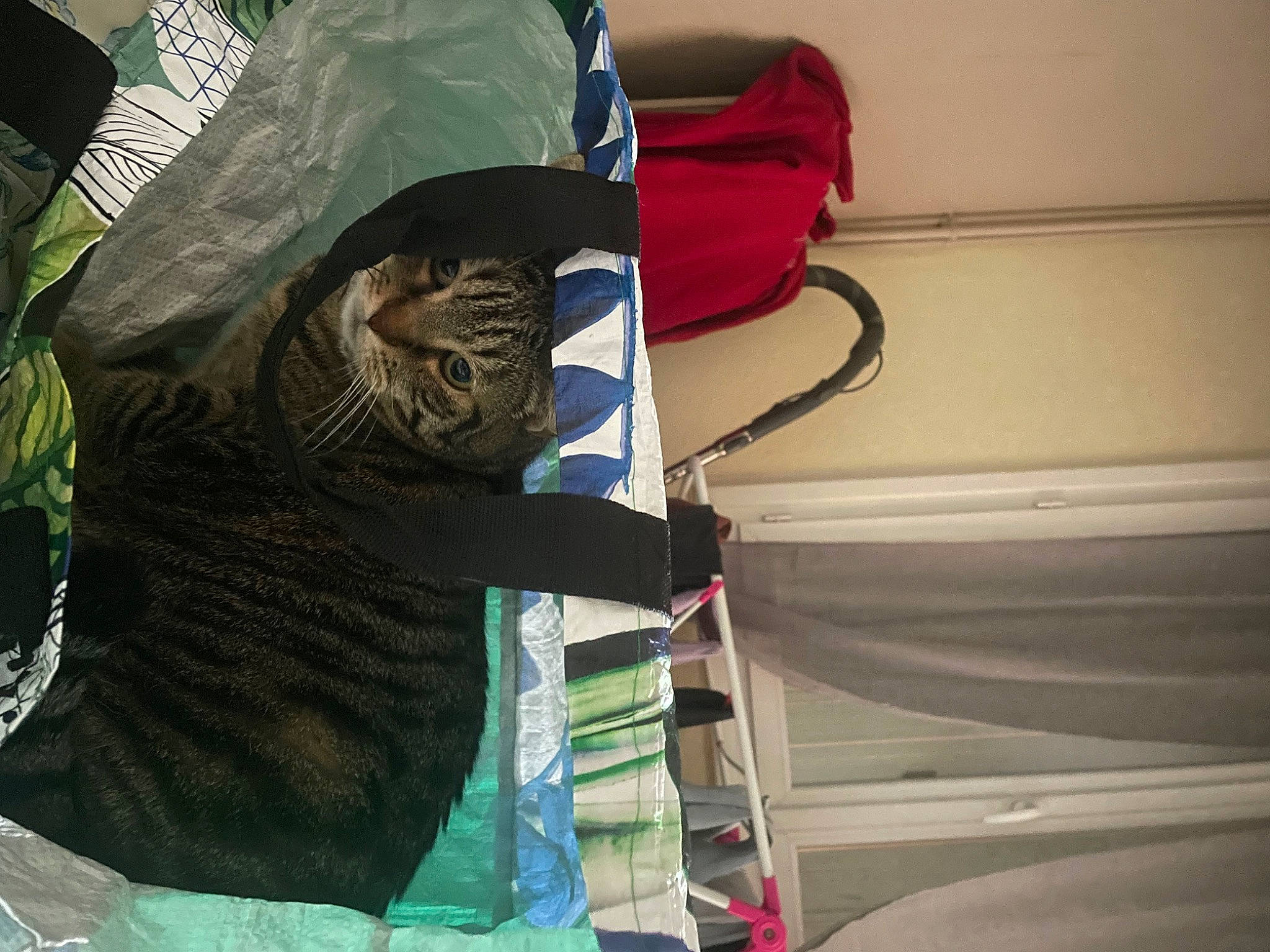 Lasagne a rejoint le concours — aidez-le/la à gagner de superbes lots ! bag, baggage, carmine, carnivore, cat, comfort, domestic_short_haired_cat, electrical_wiring, felidae, fur, hat, linens, personal_protective_equipment, room, sleeve, small_to_medium_sized_cats, t_shirt, vehicle_door, whiskers, wire