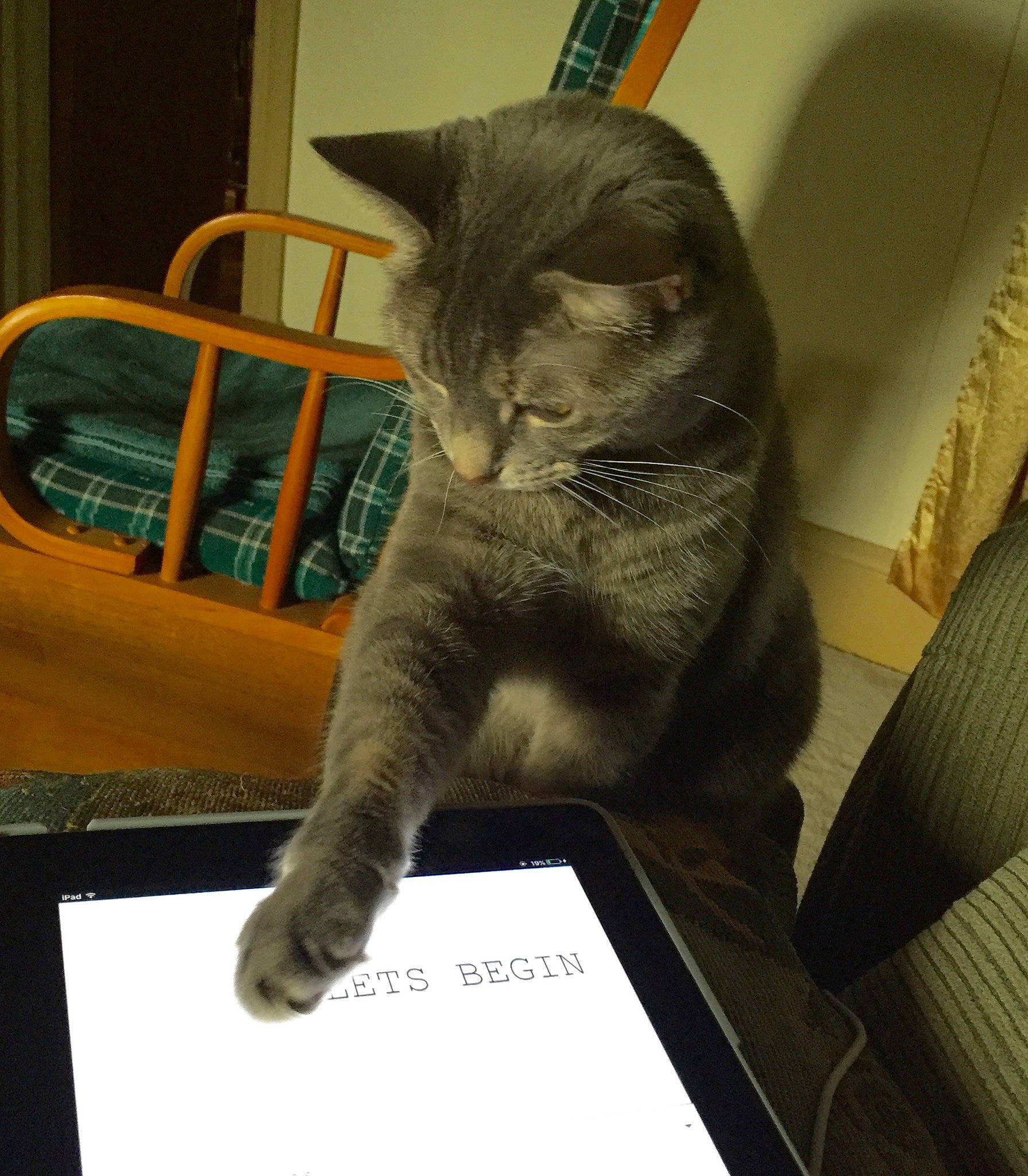 Jazzpurr is registered to the contest to win money with this photo: carnivore, cat, chair, claw, comfort, domestic_short_haired_cat, felidae, fur, russian_blue, sitting, small_to_medium_sized_cats, table, tail, whiskers