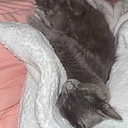 Evie is registered to the contest to win money with this photo: cat, gray_cat, sleeping, blanket, white_blanket, bed, pink_sheet, cozy, fur, pet, resting, indoor, feline, cute, animal, soft, comfort, relaxed, whiskers, ears