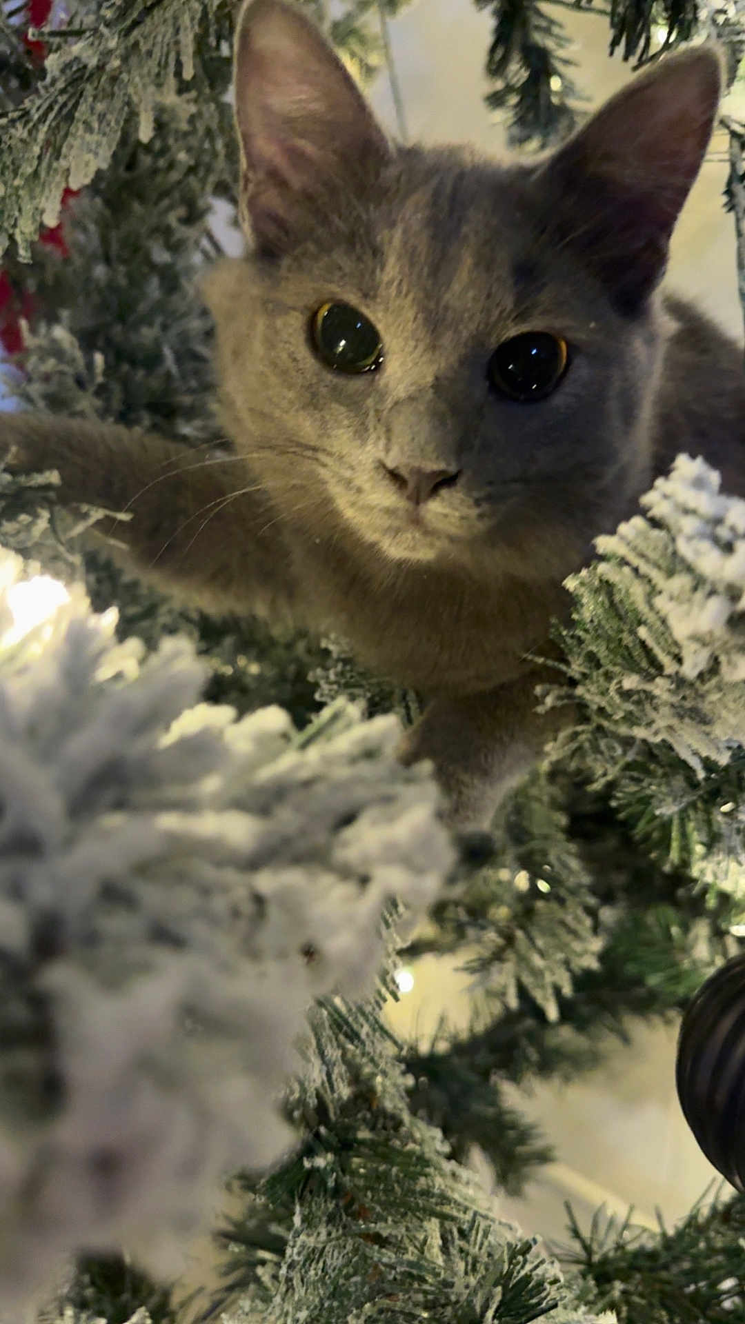 Evie is registered to the contest to win money with this photo: cat, gray_cat, christmas_tree, snowy_branches, frosted_leaves, holiday, indoor, pet, curious, close_up, animal, feline, whiskers, ears, greenery, decorated_tree, festive, christmas_lights, nature, cute