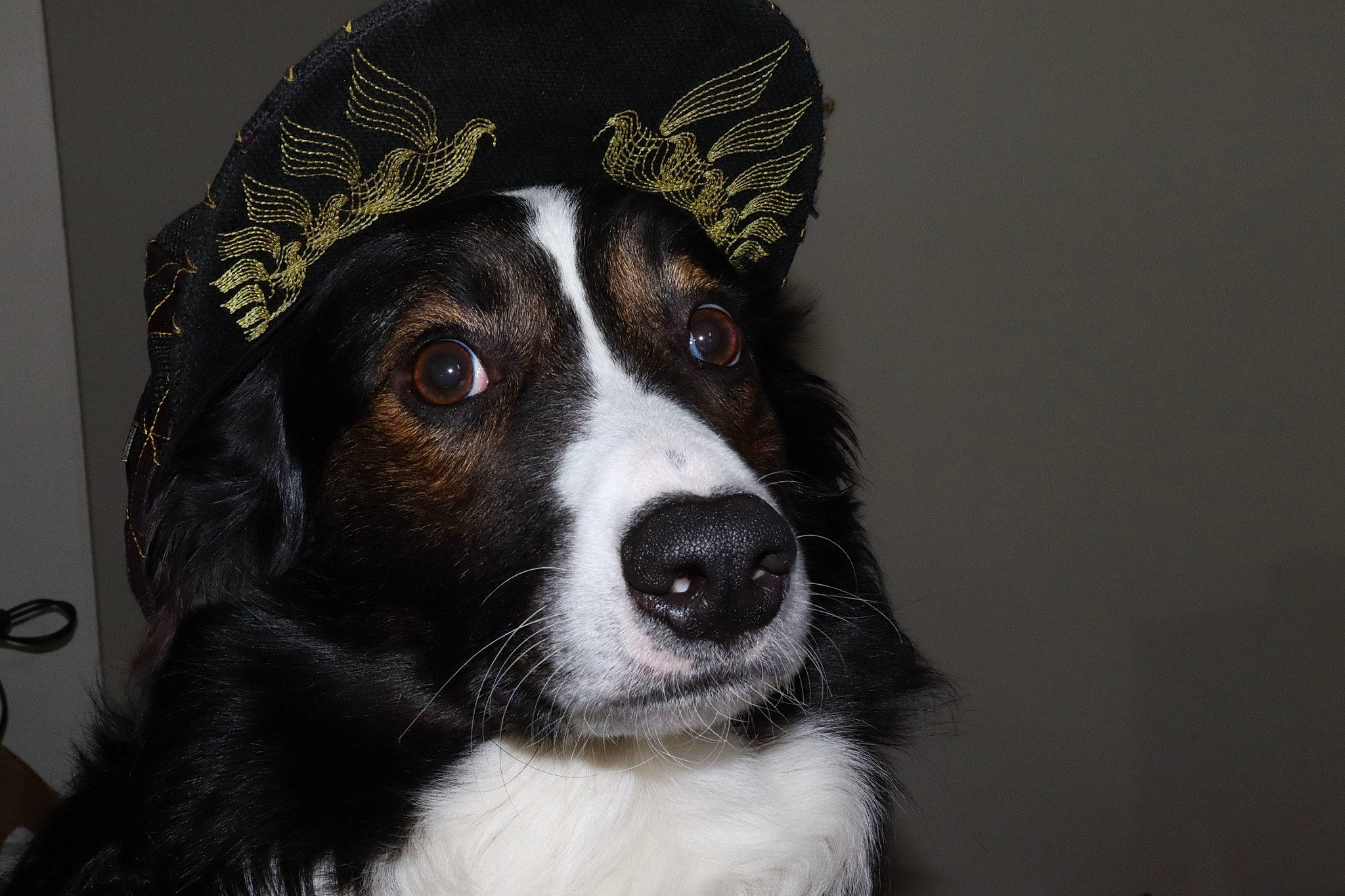 Jayce is registered to the contest to win money with this photo: ball, canidae, cap, carnivore, companion_dog, costume_hat, dog, dog_breed, ear, fashion_accessory, fedora, fur, hat, helmet, personal_protective_equipment, sleeve, snout, sporting_group, whiskers, working_animal