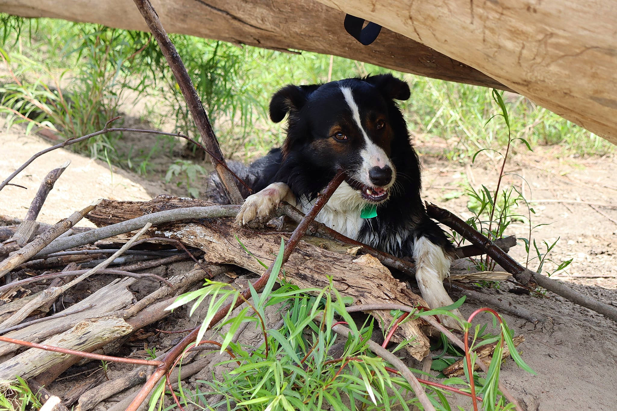 Jayce is registered to the contest to win money with this photo: adventure, borador, carnivore, collar, companion_dog, dog, dog_breed, dog_collar, grass, herding_dog, hunting_dog, mcnab, plant, soil, sporting_group, tail, terrestrial_animal, working_animal, working_dog