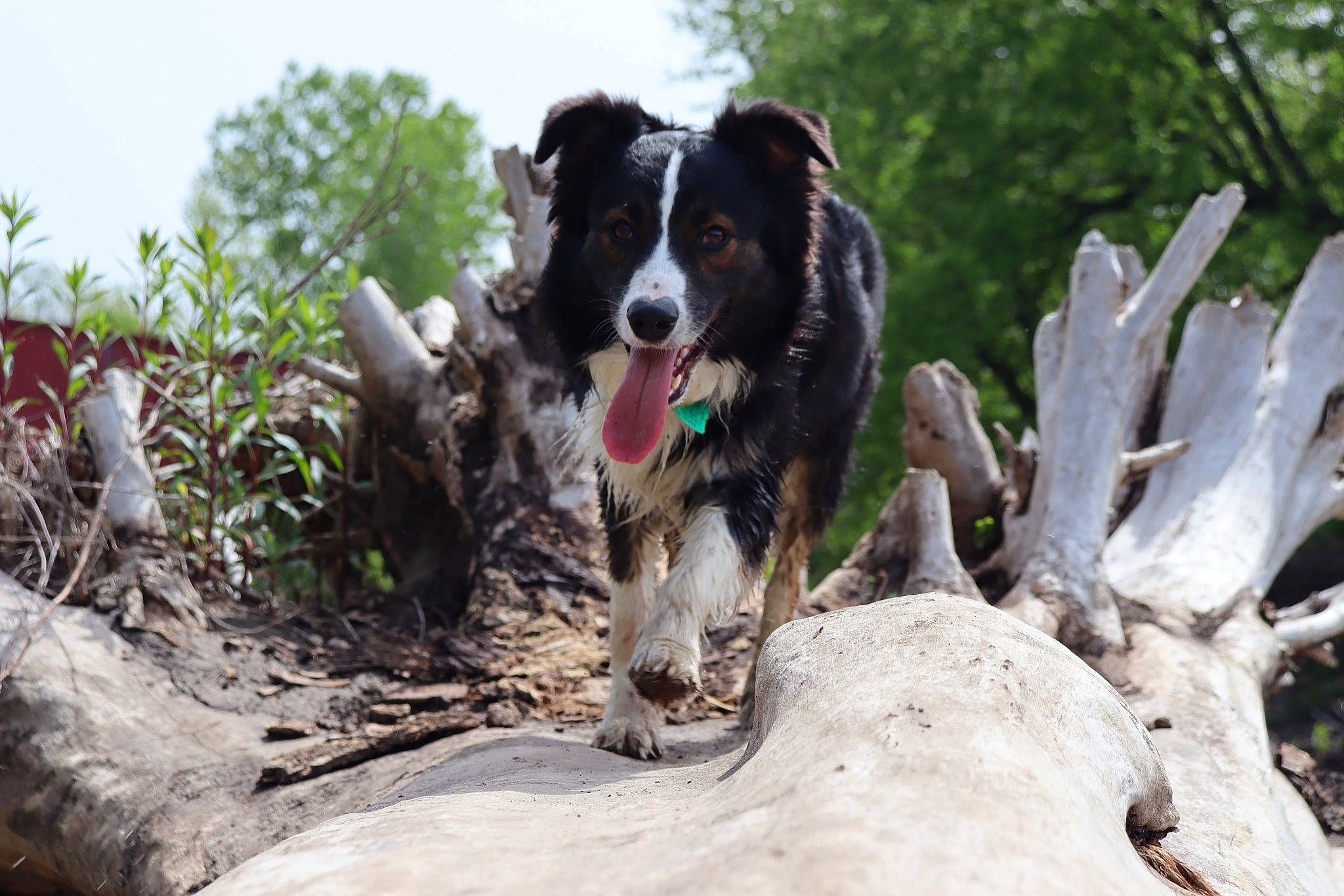 Jayce is registered to the contest to win money with this photo: adventure, border_collie, canidae, carnivore, companion_dog, dog, dog_breed, herding_dog, hunting_dog, plant, recreation, sky, soil, sporting_group, tail, tree, trunk, walking, working_animal, working_dog