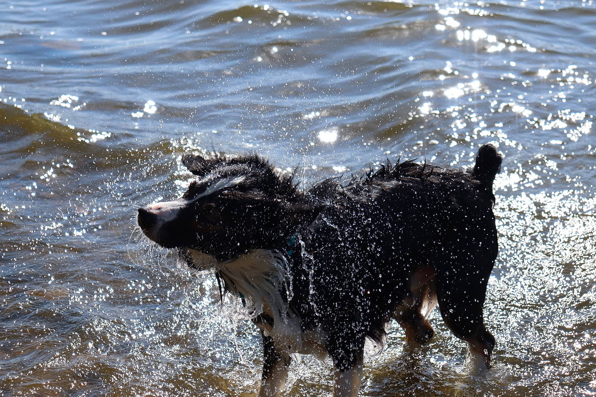 Jayce is registered to the contest to win money with this photo: beach, canidae, carnivore, companion_dog, dog, dog_breed, guard_dog, gun_dog, lake, liquid, ocean, retriever, snout, sporting_group, tail, water, wave, wind_wave, working_animal, working_dog