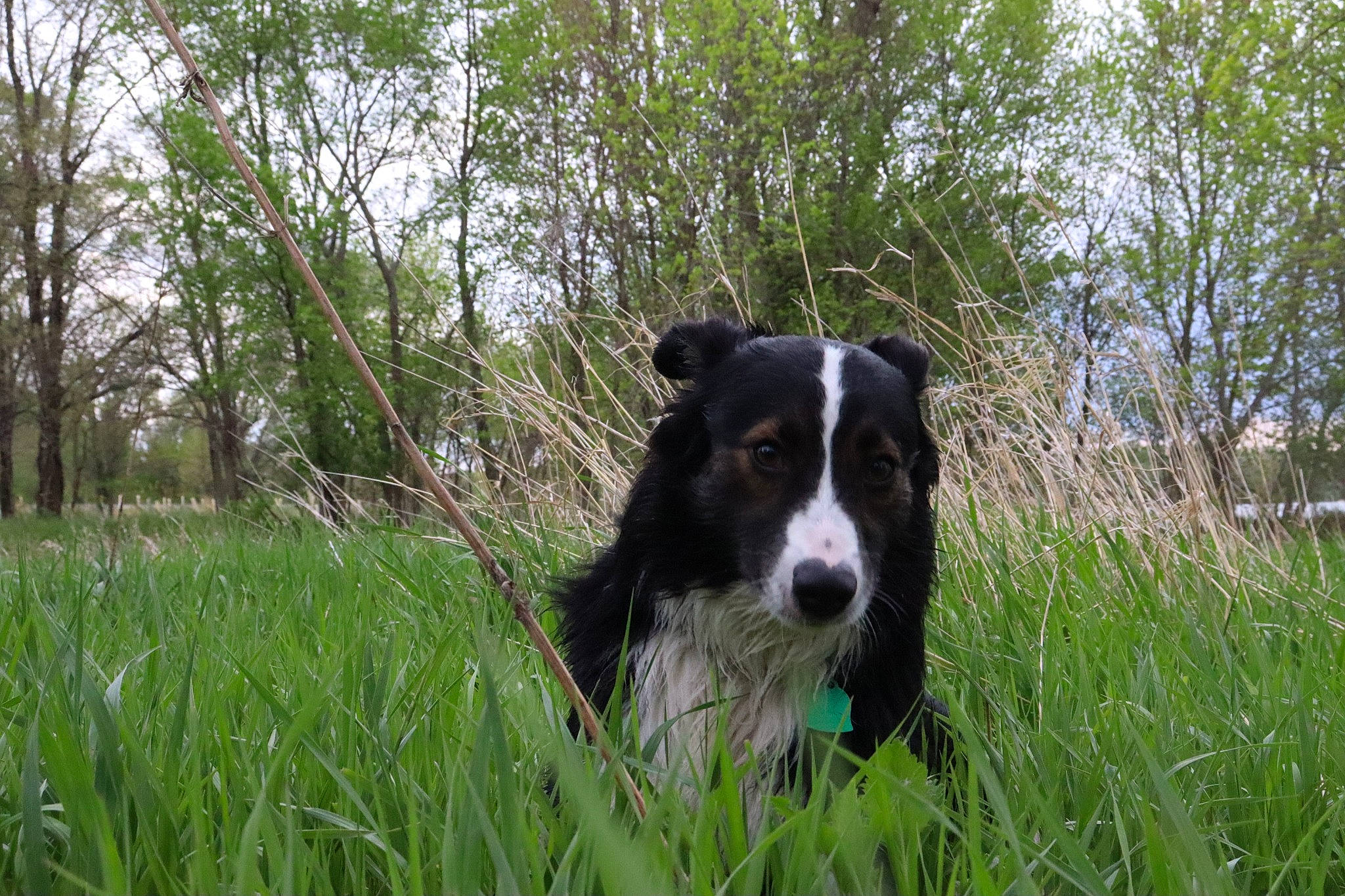 Jayce joined the competition — help win amazing prizes! borador, border_collie, canidae, carnivore, companion_dog, dog, dog_breed, grass, grassland, gun_dog, herding_dog, pasture, plant, sky, snout, sporting_group, terrestrial_animal, tree, working_animal, working_dog