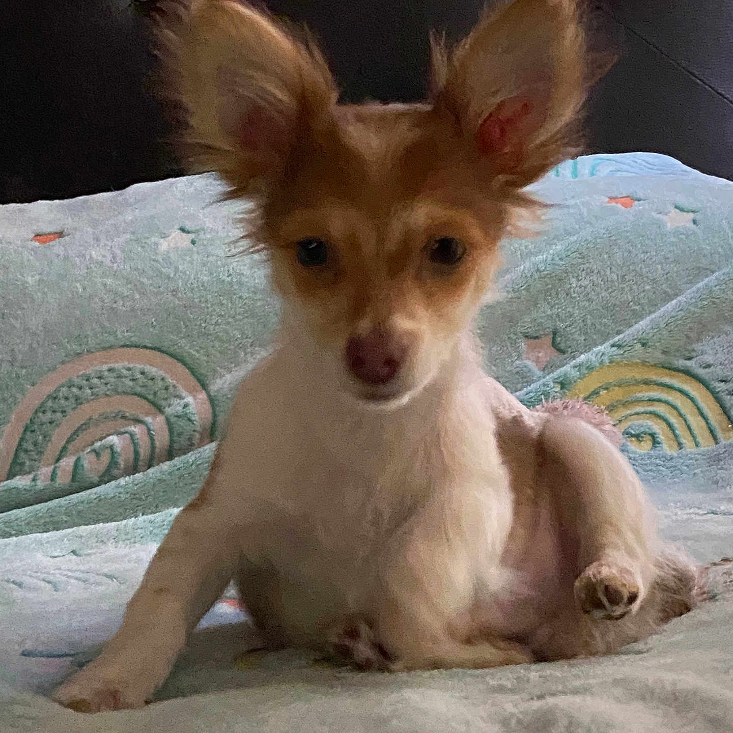 Pulgarcito