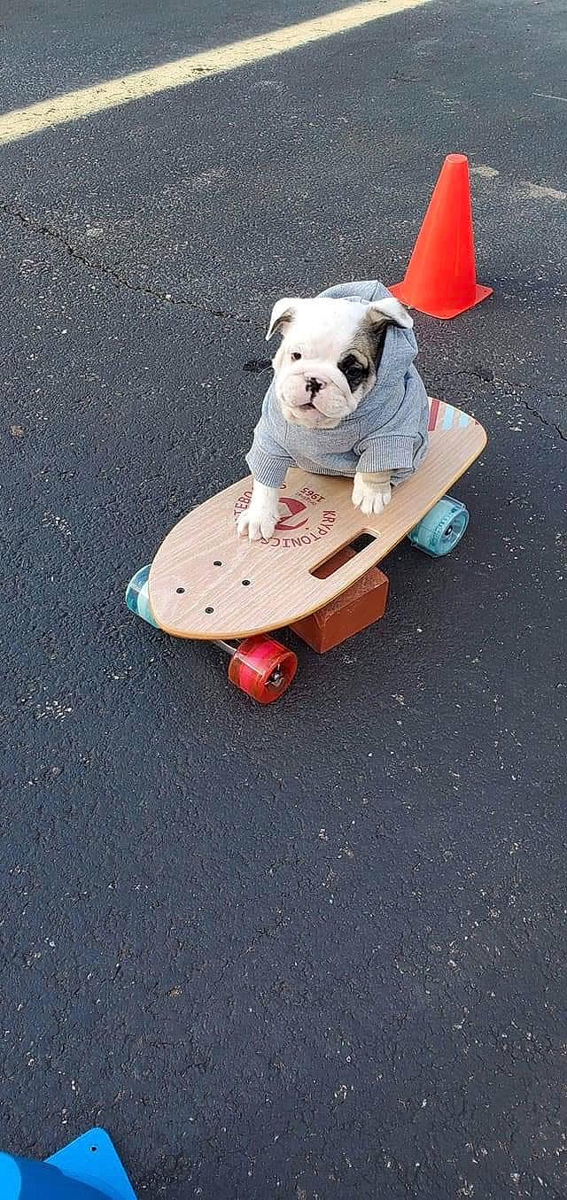 Phoebe joined the competition — help win amazing prizes! canidae, carnivore, companion_dog, dog, dog_breed, fawn, french_bulldog, longboard, non_sporting_group, play, puppy, recreation, skateboard, skateboarding_equipment, sports_equipment