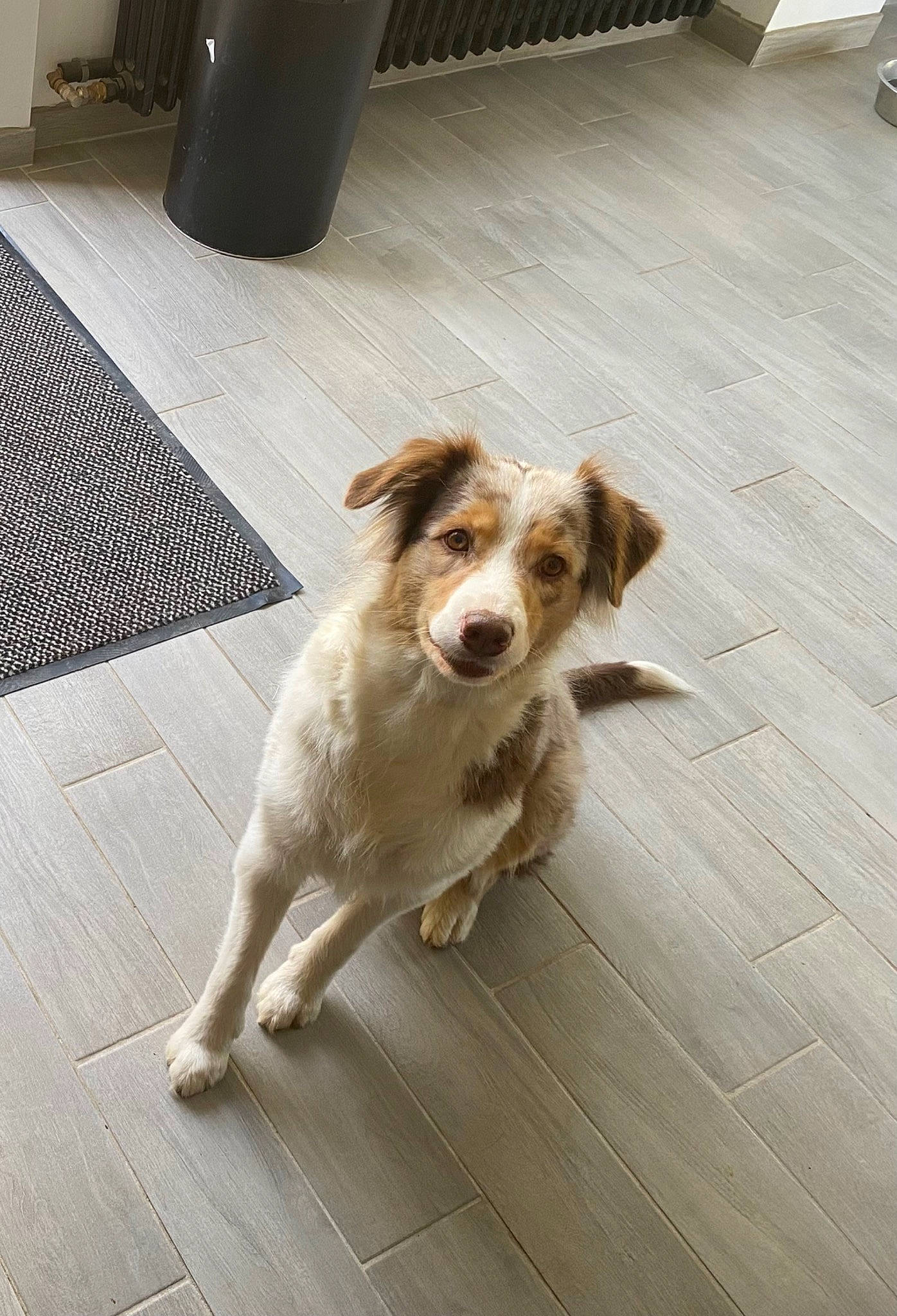 Olly a rejoint le concours — aidez-le/la à gagner de superbes lots ! brittany, carnivore, companion_dog, dog, dog_breed, fawn, floor, flooring, fur, hardwood, laminate_flooring, liver, paw, road_surface, tail, whiskers, wood, wood_flooring, wood_stain, working_animal