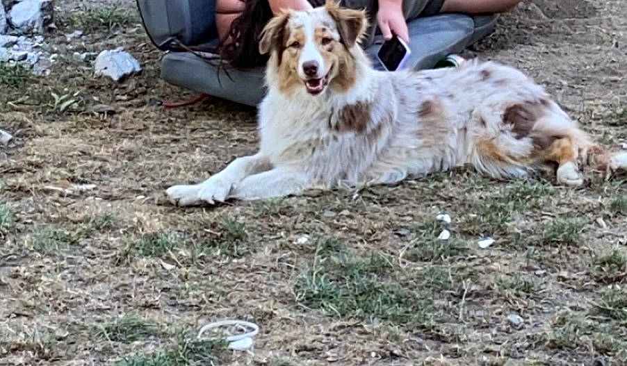 Olly participe au concours pour gagner de l'argent avec cette photo : canidae, carnivore, cocker_spaniel, companion_dog, dog, dog_breed, fur, grass, gun_dog, herding_dog, soil, sporting_group, working_dog