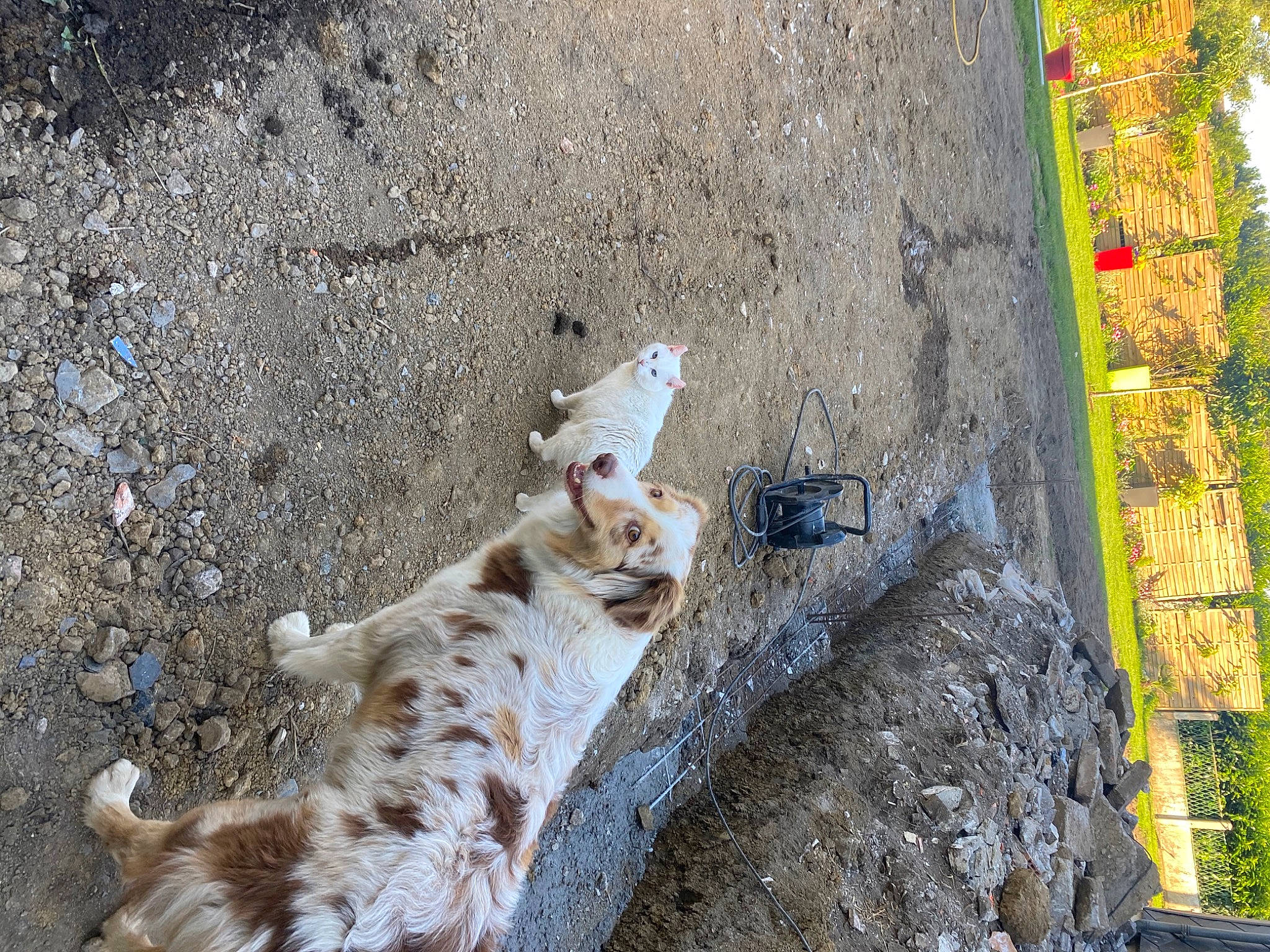 Olly a rejoint le concours — aidez-le/la à gagner de superbes lots ! asphalt, carnivore, cat, domestic_short_haired_cat, fawn, felidae, mammal, paw, plant, road_surface, small_to_medium_sized_cats, snout, soil, sporting_group, tail, terrestrial_animal, tree, trunk, whiskers, wood