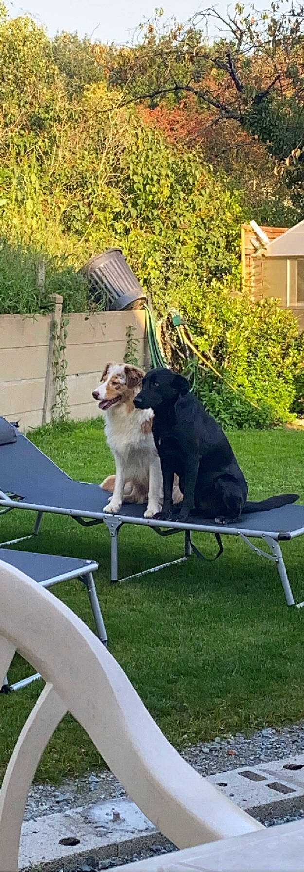 Olly a rejoint le concours — aidez-le/la à gagner de superbes lots ! australian_cattle_dog, canidae, carnivore, chair, companion_dog, dog, dog_breed, garden, grass, lawn, leisure, outdoor_furniture, plant, recreation, sporting_group, standard_schnauzer, table, tail, tree, window