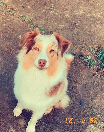 Olly participe au concours pour gagner de l'argent avec cette photo : border_collie, canidae, carnivore, companion_dog, dog, dog_breed, fur, grass, happy, herding_dog, plant, smile, snout, soil, sporting_group, whiskers, working_dog