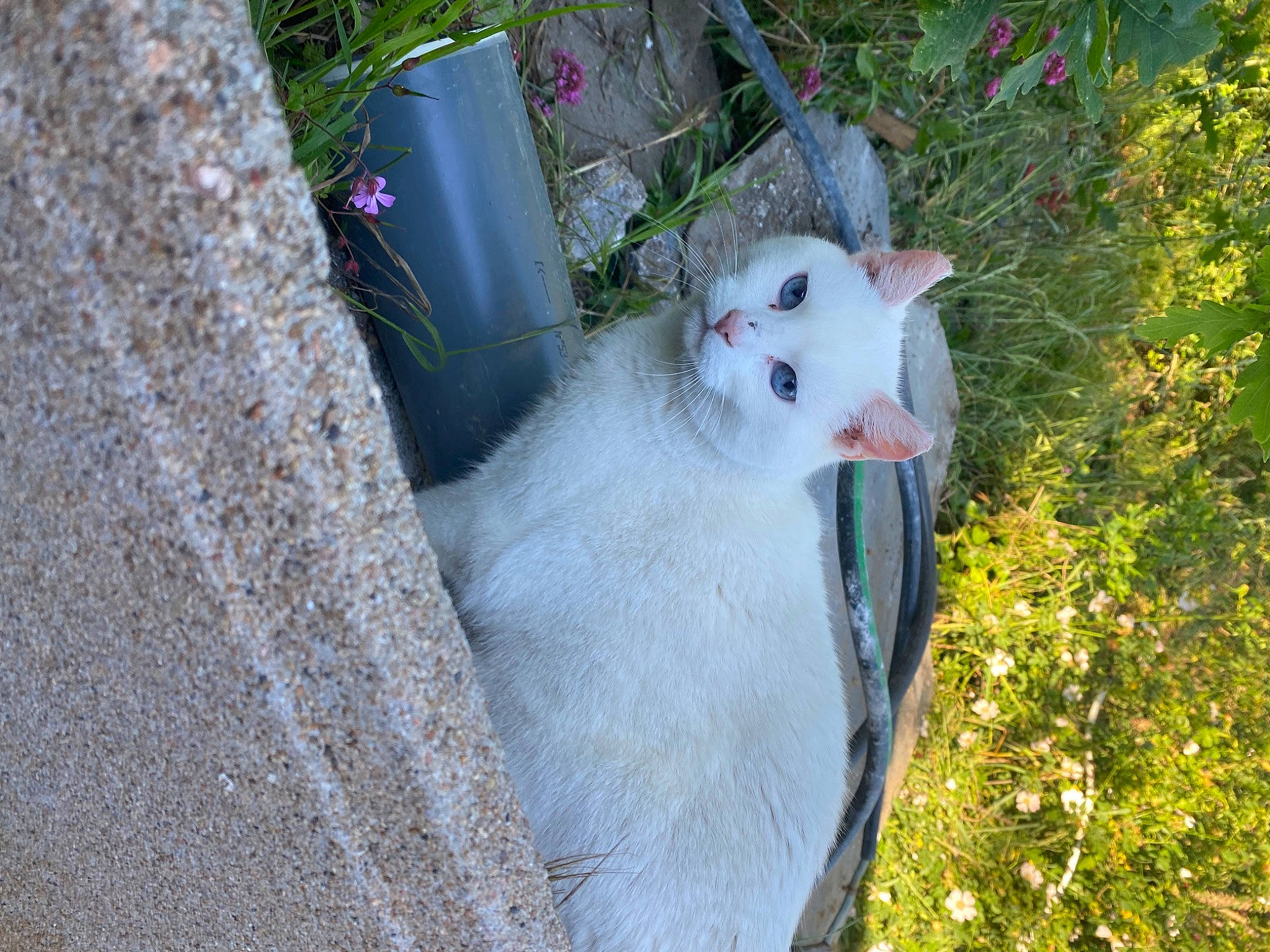 Maika participe au concours pour gagner de l'argent avec cette photo : carnivore, cat, domestic_short_haired_cat, fawn, felidae, flower, flowerpot, fur, garden, grass, plant, shrub, small_to_medium_sized_cats, tail, tree, whiskers, wood