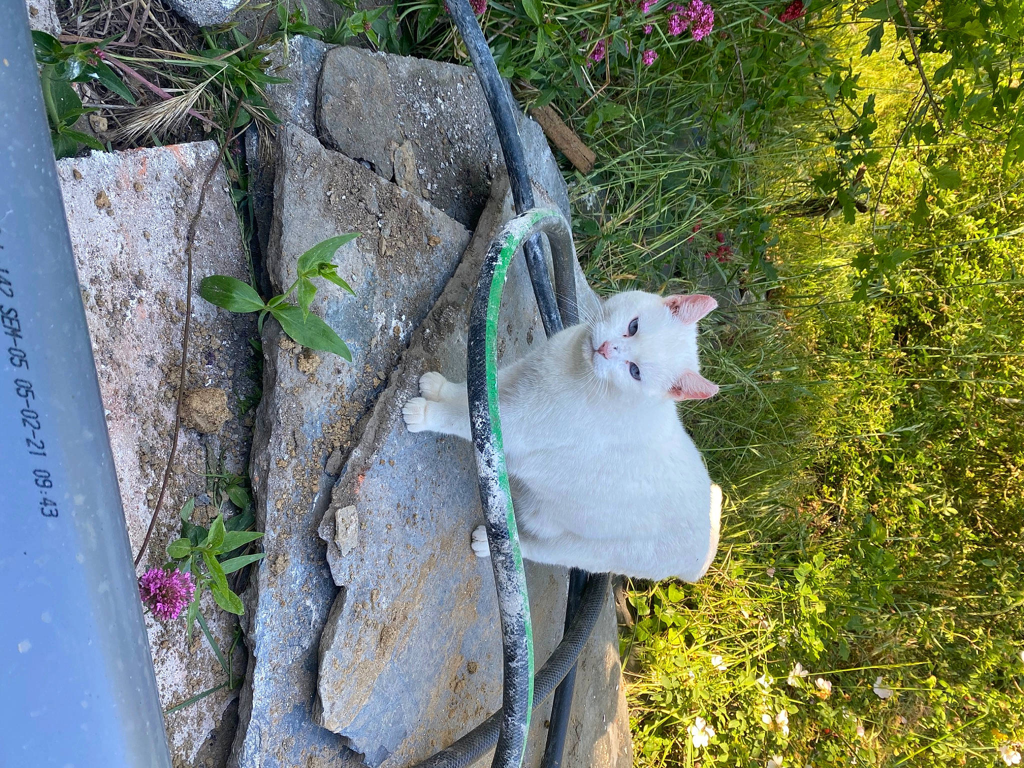 Maika participe au concours pour gagner de l'argent avec cette photo : branch, carnivore, cat, domestic_short_haired_cat, fawn, felidae, flower, grass, grass_family, house, leaf, line, plant, small_to_medium_sized_cats, tail, tree, trunk, twig, whiskers, wood