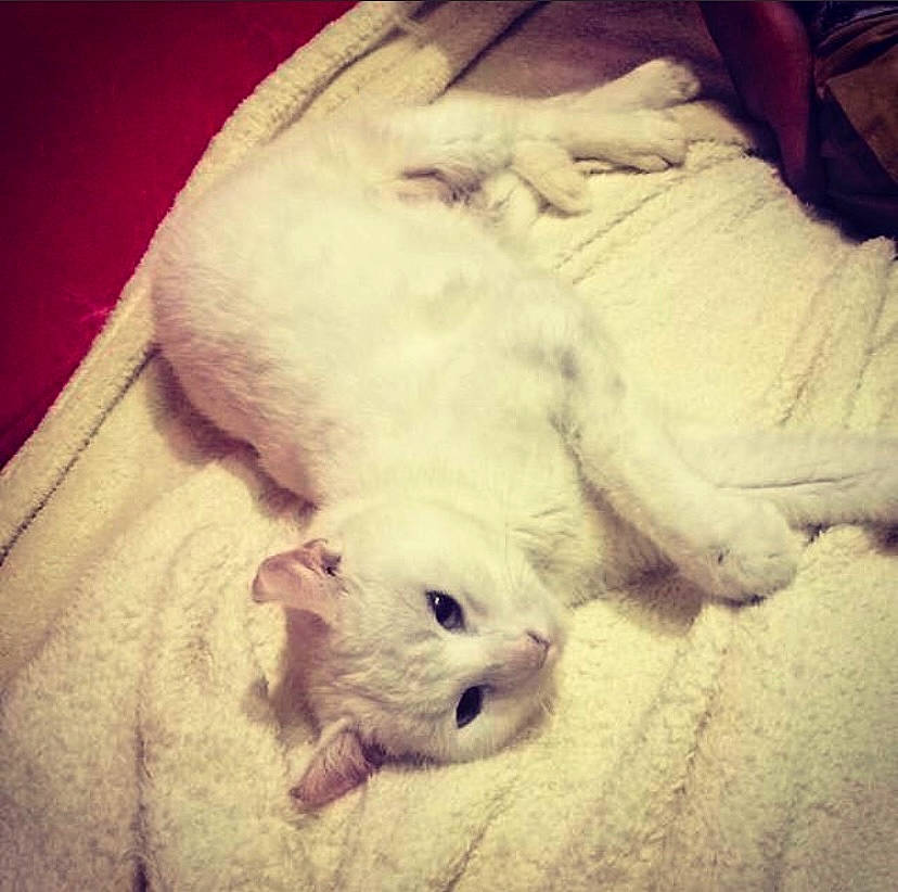 Maika participe au concours pour gagner de l'argent avec cette photo : bedding, carnivore, cloud, comfort, companion_dog, dog, dog_breed, fawn, felidae, fur, happy, meteorological_phenomenon, paw, puppy_love, sky, small_to_medium_sized_cats, snout, tail, terrestrial_animal, whiskers