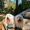 dog, white_dog, long_hair, outdoor, forest, rock, sunlight, nature, greenery, lake, tree, happy, pet, animal, canine, smiling, two_dogs, daylight, landscape, scenic